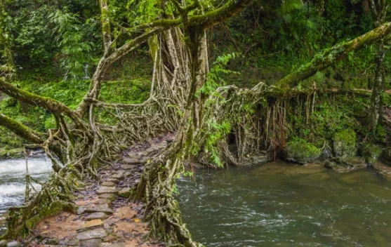 Mawlynnong Desa Terbersih di Asia yang Dijuluki Taman Milik Tuhan