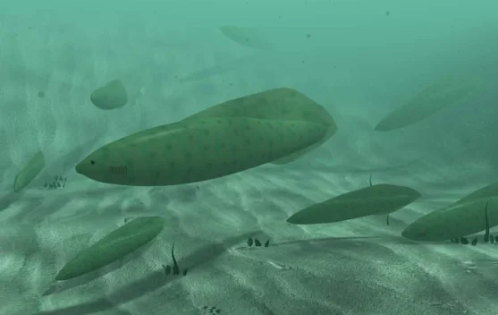 Misteri Haikouichthys: Kakek Buyut Semua Hewan Bertulang Belakang