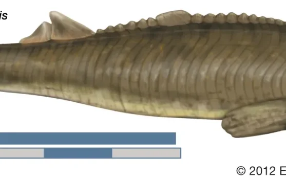 Era Ostracodermi-ketika Ikan memilih "berzirah" untuk menguasai Lautan Purba