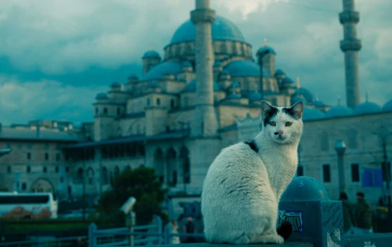 Fakta Kehidupan Kucing di Istanbul: Dicintai sejak Zaman Ottoman