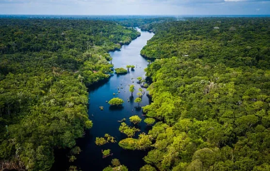 Bahaya yang Terjadi jika Hutan Amazon Kekurangan Fosfor