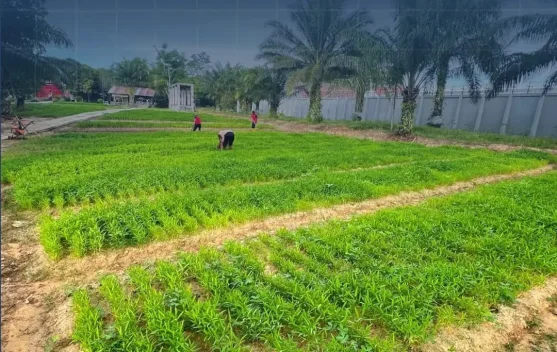 Lapas Nunukan Perkuat Program Ketahanan Pangan dengan Perawatan Lahan