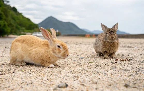 Sejarah Kelam di Pulau Kelinci Okunoshima Jepang