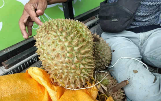Petani Durian Nunukan Masih Minim Edukasi