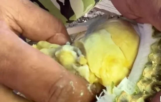Durian Premium Selisun Telah dikembangkan di Samarinda