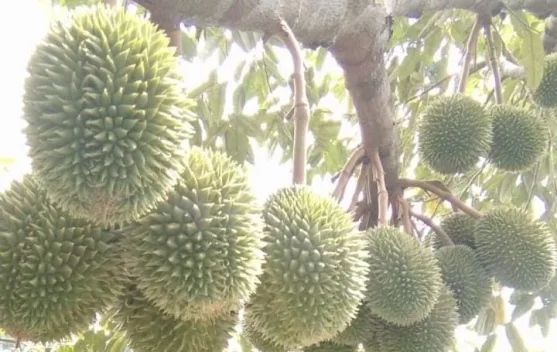 Hasil Panen Durian Lokal Nunukan Melimpah