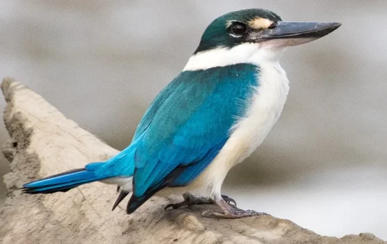 Cekakak- Burung Paling Memukau Dikawasan Perairan Tawar hingga Mangrove
