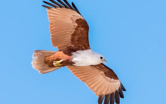 Elang Bondol -  Raptor ikonik di Indonesia