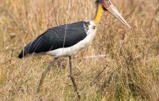 Bangau Tongtong - Burung Raksasa Kawasan Mangrove