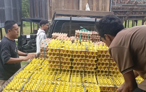 Pengusaha Ungkap Cuaca Panas Jadi Tantangan Peternak Telur Nunukan
