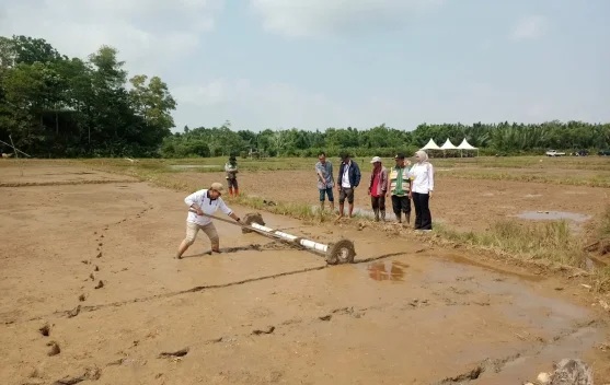 Petani di Desa Binusan Menanam Padi Jenis Inpari 32 dan 49