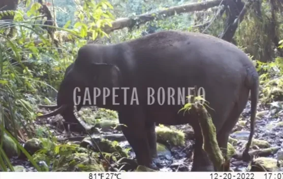 Gappeta Borneo Nunukan Serukan Lindungi Gajah Kalimantan yang Terancam Punah