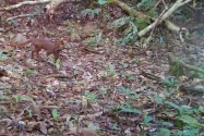 Kucing Merah Endemik Kalimantan Terekam di Taman Nasional Kayan Mentarang