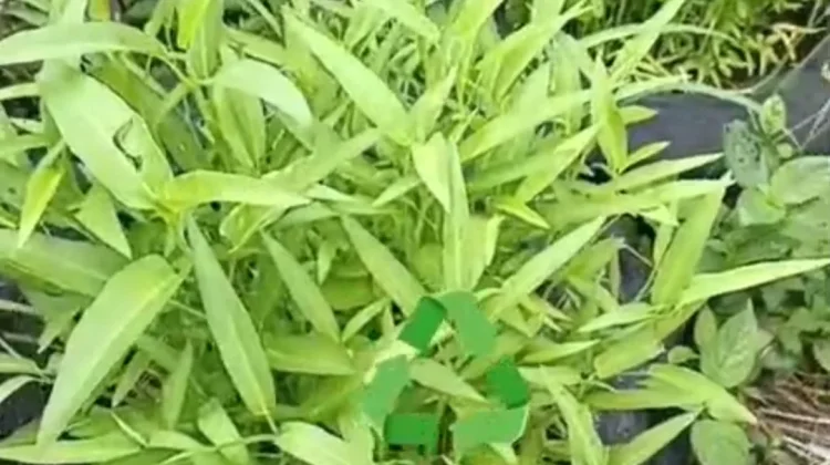 Bank Sampah ASM Padang Sulap Sampah Organik Jadi Kangkung Sehat