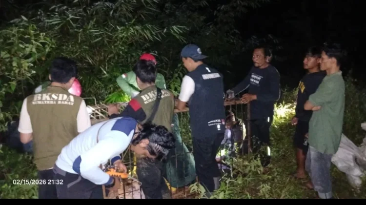 Beruang Madu Masih Berkeliaran di Pasbar, 4 Orang Diserang