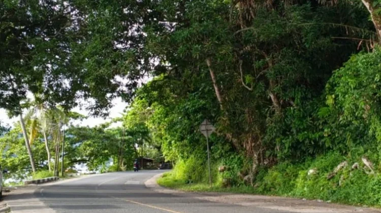 Akar Menjuntai Membahayakan Pengguna Jalan di Bukit Lampu