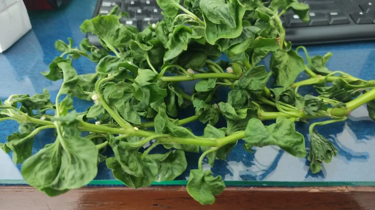 Mamfaat Sayur Bayam Brazil untuk Kesehatan