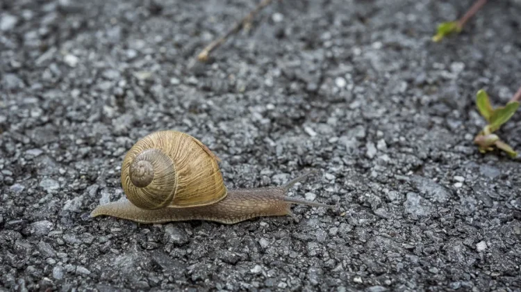 Misteri Hibernasi Panjang Siput yangTerlelap hingga Tiga Tahun Lamanya