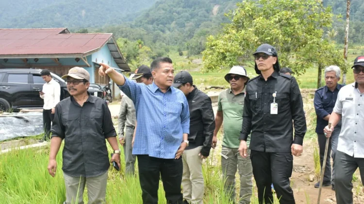 Lahan Pertanian di Koto Kaciak Agam 69 Hektare Dipulihkan Pascabencana