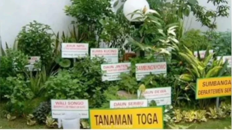 Mamfaat Apotek Hidup di Rumah
