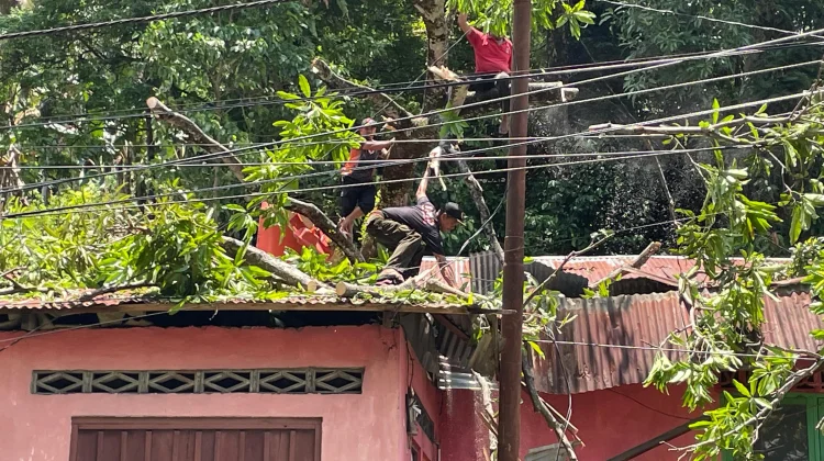 Pohon Tumbang Timpa Rumah Warga di Jalan Sutan Syahrir Padang