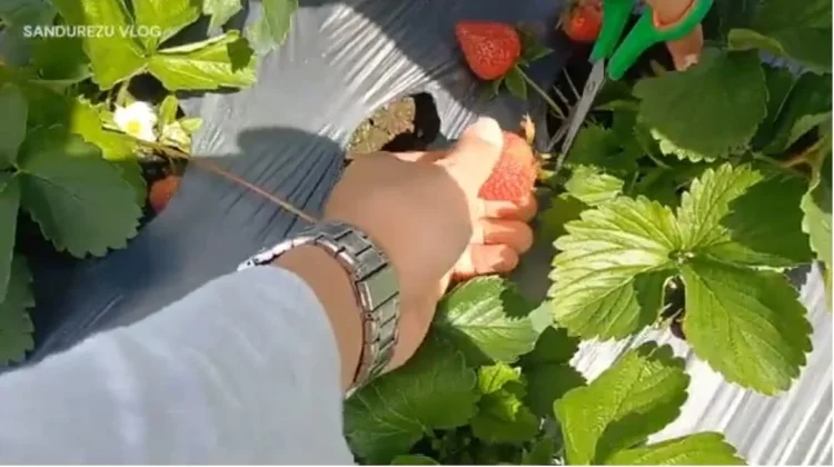 Menikmati Wisata Buah Strobery Alahan Panjang