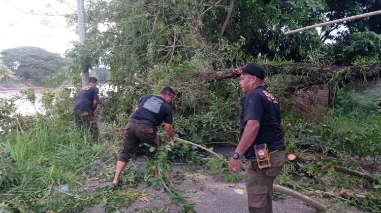 Satu Pohon Tumbang Hambar Akses Jalan di Lubeg Padang
