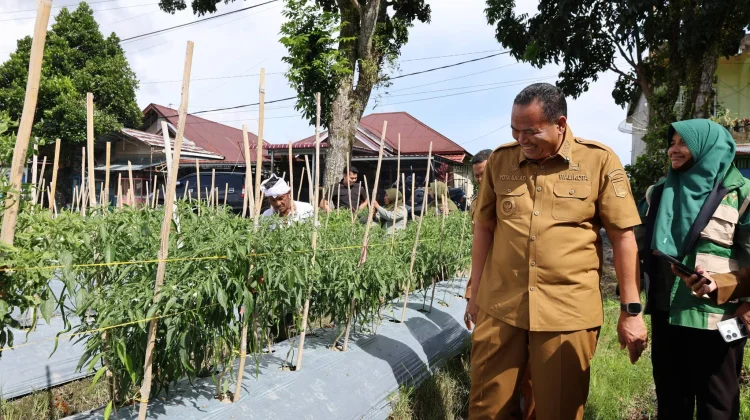 Petani Pariaman Sulap Lahan Tidur Jadi Kebun Cabai Produktif