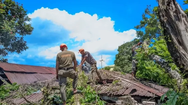 Satpol PP Padang Bersihkan Pohon Tumbang Timpa Rumah Warga di Ganting