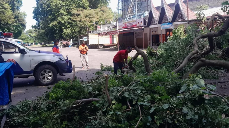 Pohon Tumbang di Area Parkir Taman Catur GOR Agus Salim Padang