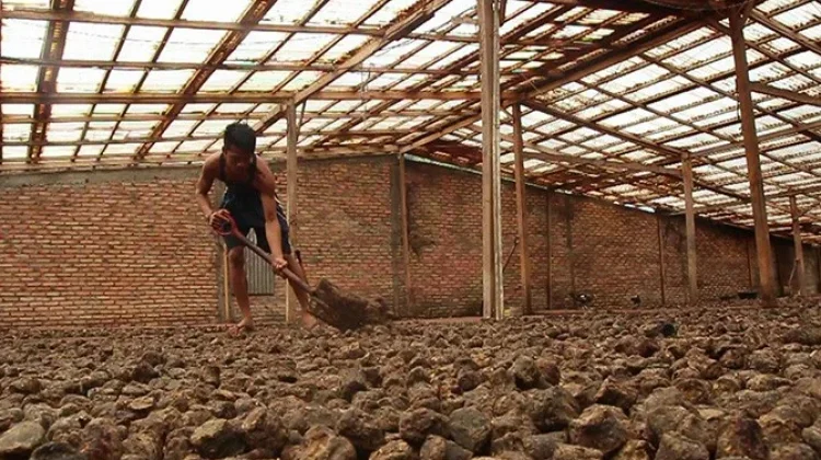 Harga Gambir Sumbar Anjlok, Dipicu Meningkatnya Biaya Produksi