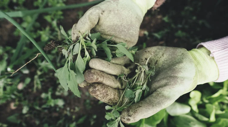 Ketenangan lewat Berkebun dan Puzzle, Lepas dari Genggaman Gawai