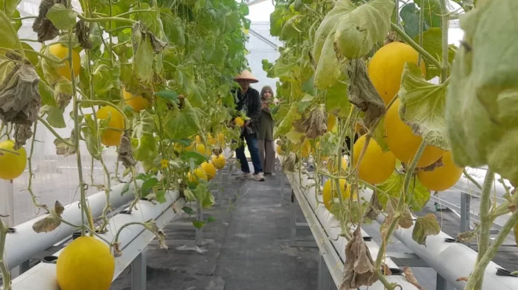Memetik Manisnya Melon Wakaf Produktif Ar Risalah