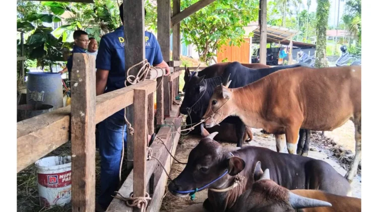 Vaksinasi PMK Pastikan Hewan Kurban di Solok Selatan Sehat