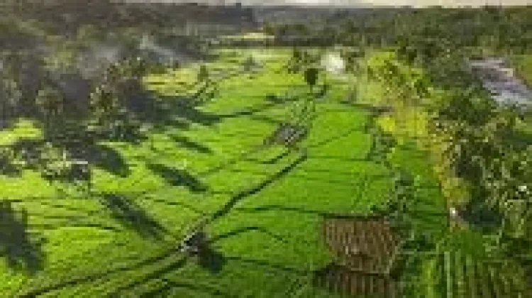 Beras Solok, Warisan Alam Minangkabau yang Terkenal hingga Mancanegara