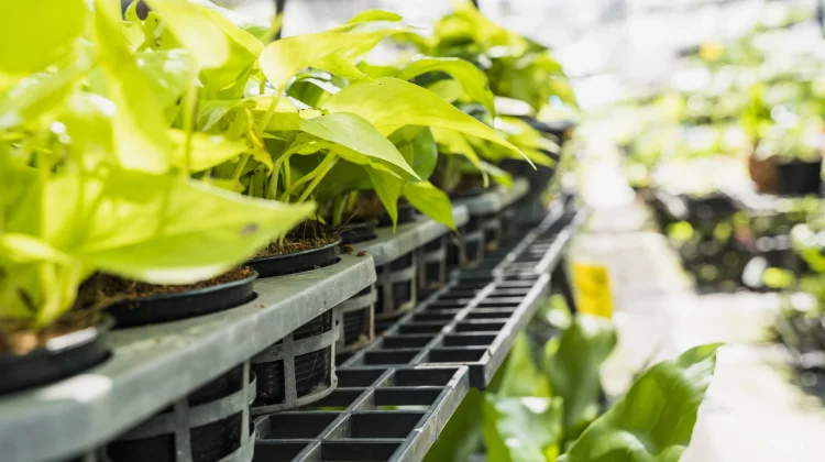 Tanaman Hidroponik, Manfaatkan Lahan Sempit Tetap Produktif