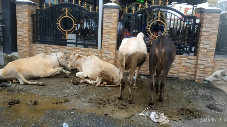 Pastikan Kesehatan Hewan Kurban