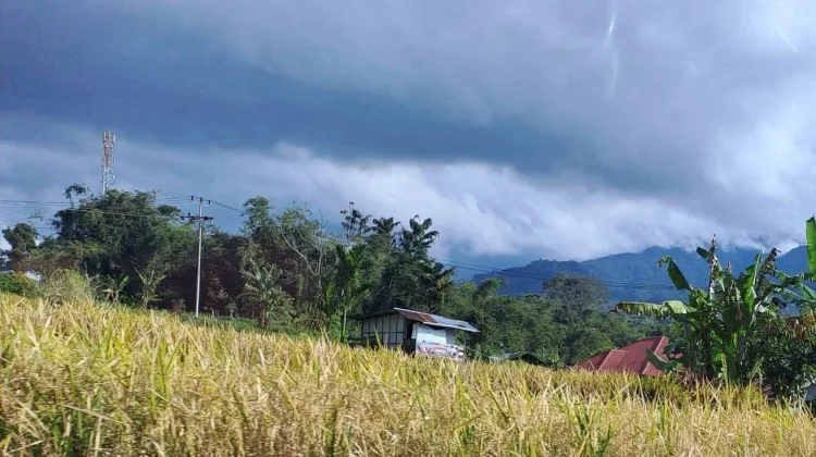 Penanganan Lahan Pertanian Rusak Ringan di Kabupaten Solok Capai 70 Persen