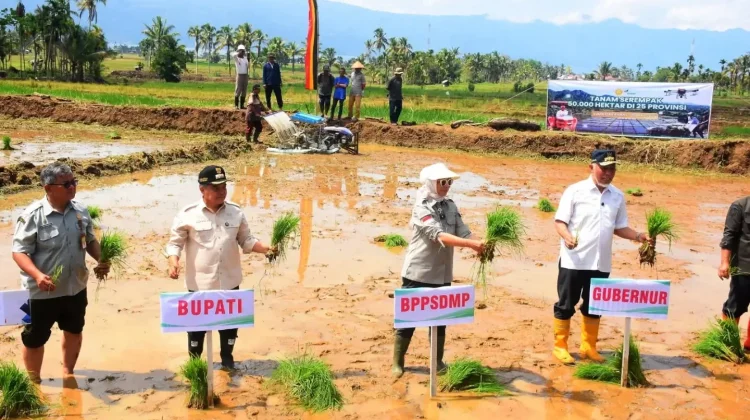 Agam Ikuti Penanaman Padi Serentak Nasional di 50 Ribu Hektare Lahan