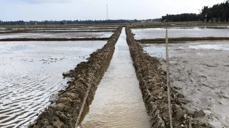 Pasaman Barat Perbaiki 172 Hektare Lahan Sawah Terdampak Bencana