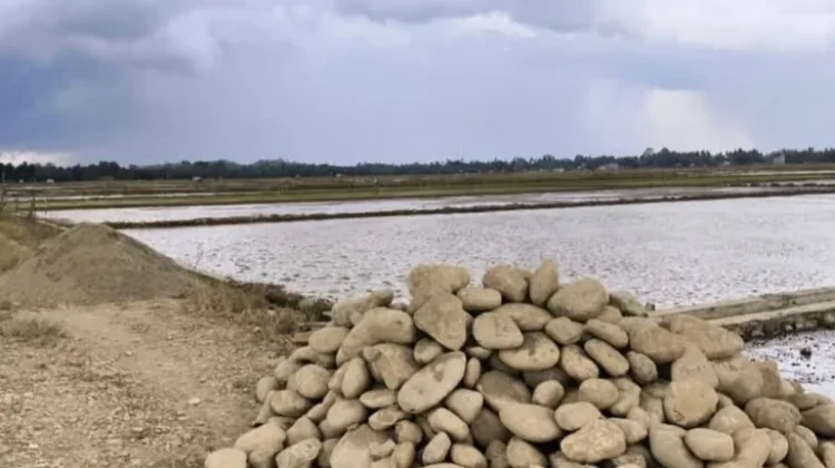 Pemkab Pasbar Percepat Pemulihan 172 Hektare Sawah Rusak