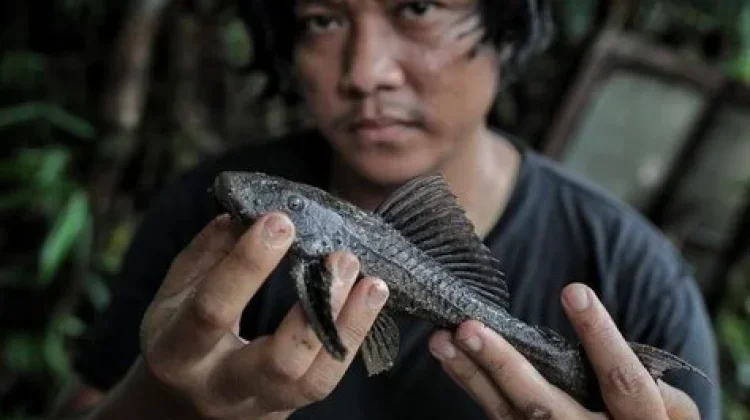 Ikan Sapu-sapu Belum Dapat Dimanfaatkan, Populasinya Melonjak di Indonesia