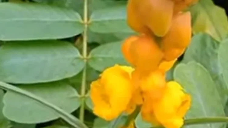 Daun Pangka Gaduang atau Daun Ketepeng Cina