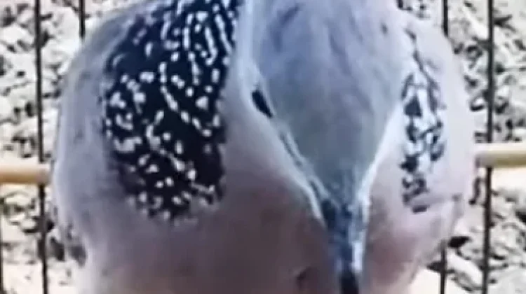Apa Benar Burung Tekukur Pembawa Hoki