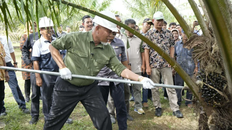 Pemkab Dharmasraya Proses Pembangunan Kelapa Sawit