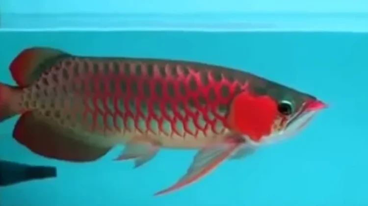 Ikan Arwana Merah Dipercaya Membawa Keberuntungan