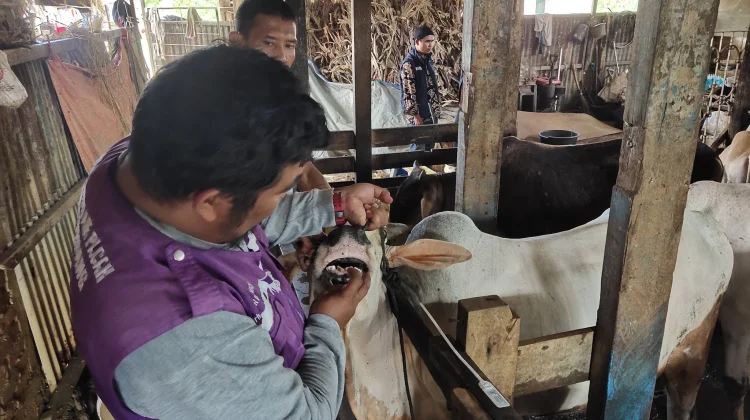 Pastikan Layak Kurban, Tim Keswan Padang Pasang Penning Putih