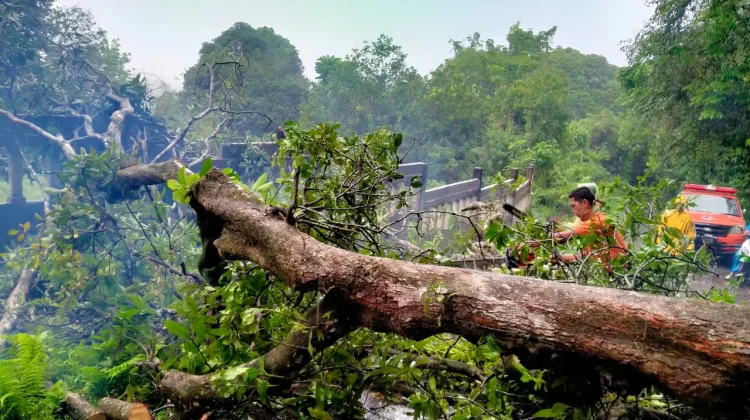 Warga diminta Waspadai Potensi Longsor dan Pohon Tumbang
