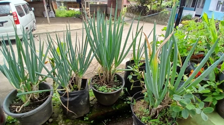 Menanam Daun Bawang dalam Pot Jadi Pilihan Berkebun Praktis di Rumah