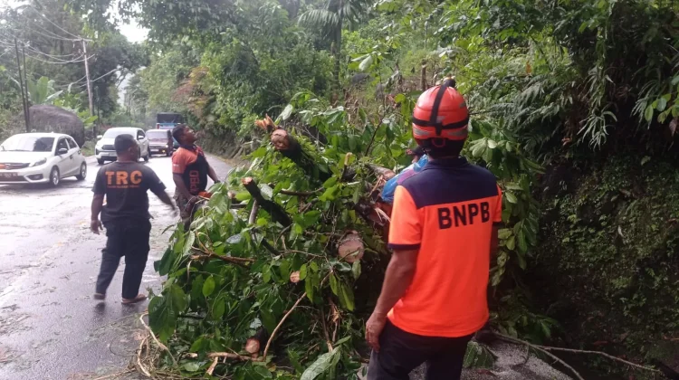 Pohon Tumbang Tutup Jalan Padang–Painan, Kini Sudah Bisa Dilalui